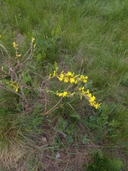 Chamaecytisus ruthenicus