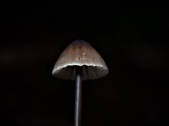 Mycena cystidiosa