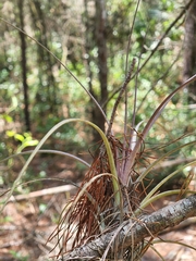 Tillandsia simulata