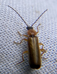 Rhagonycha lutea