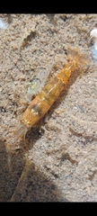Caridina serrata