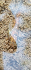 Caridina serrata