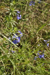 Veronica capsellicarpa