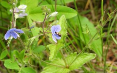 Cauchas fibulella