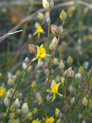 Jacksonia stackhousei