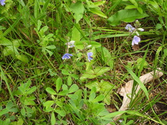 Cauchas fibulella