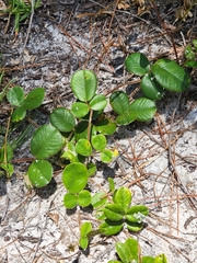 Tephrosia chrysophylla