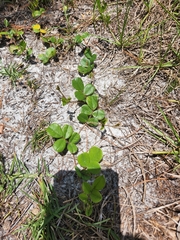 Tephrosia chrysophylla