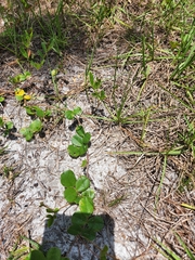 Tephrosia chrysophylla