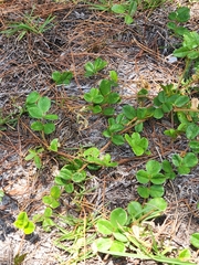 Tephrosia chrysophylla