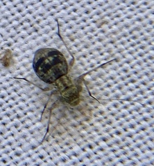 Mesopsocidae
