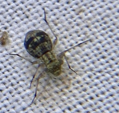 Mesopsocidae