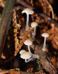 Roridomyces austrororidus