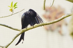 Dicrurus macrocercus harterti