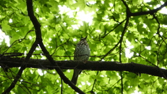 Turdus philomelos
