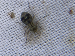 Mesopsocidae