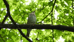 Turdus philomelos