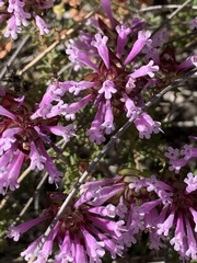 Thymus longiflorus