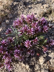 Thymus longiflorus