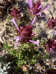Thymus longiflorus