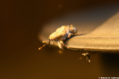 Lignyodes pallidus