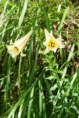 Lilium brownii
