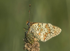 Melitaea pseudornata