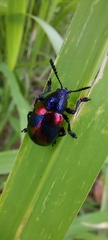 Platycorynus undatus