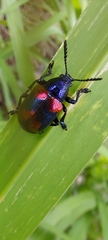 Platycorynus undatus