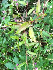 Persicaria hydropiper