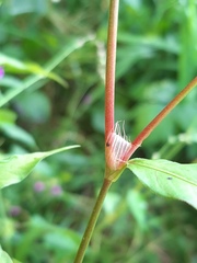 Persicaria hydropiper