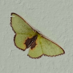 Synchlora amplimaculata