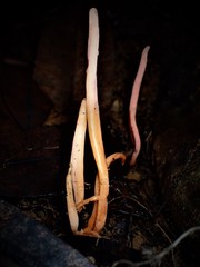 Clavulinopsis sulcata