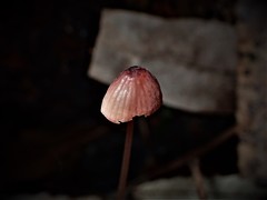 Mycena kuurkacea