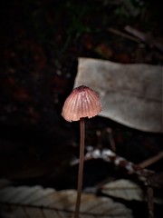 Mycena kuurkacea
