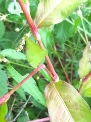 Persicaria hydropiper