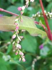 Persicaria hydropiper