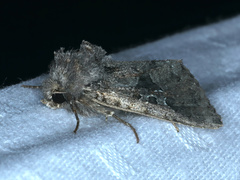 Neumichtis mesophaea