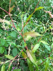 Persicaria hydropiper