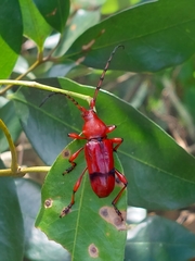 Dicelosternus corallinus