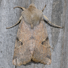 Orthosia behrensiana