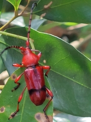 Dicelosternus corallinus