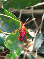 Dicelosternus corallinus