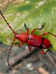 Dicelosternus corallinus