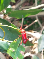 Dicelosternus corallinus