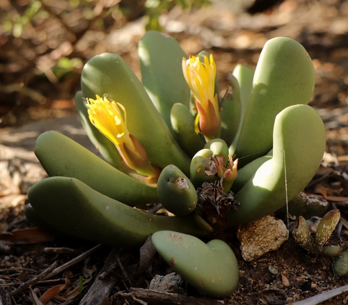 Hereroa tugwelliae (L.Bolus) L.Bolus