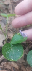 Viola sacchalinensis