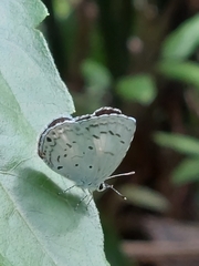 Celastrina lavendularis
