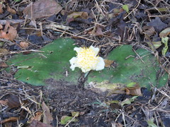 Haemanthus deformis