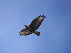 Buteo buteo